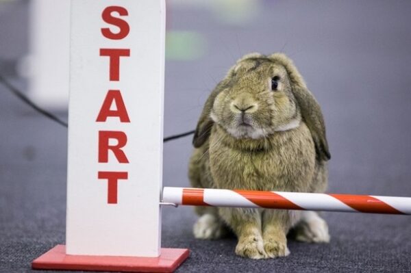 A rabbit at a start line for a race