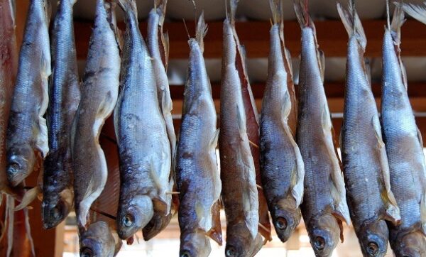 A row of fish hanging to dry