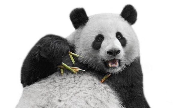 A panda with bamboo