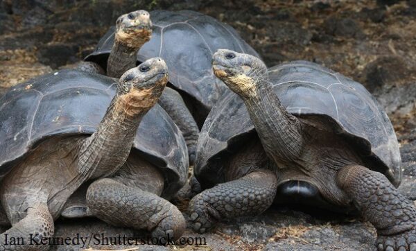 3 tortoises