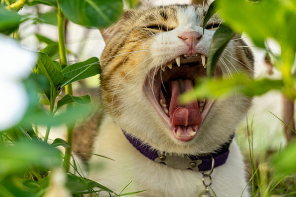 a tabby cat yawning in amongst bushes