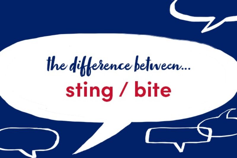 what-s-the-difference-between-sting-and-bite-collins-dictionary-language-blog